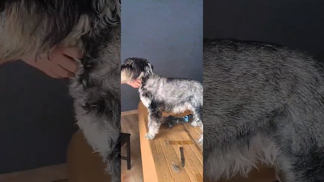 Тримминг #pet #dog #trimming #schnauzer смотреть онлайн