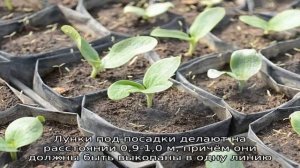 Посадка кабачков в открытый грунт рассадой
