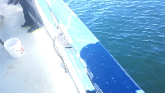 Морская рыбалка в Калифорнии 5 (пеликаны) смотреть онлайн