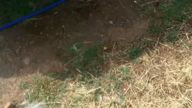 Шланг поливочный Magic Hose 15 смотреть онлайн