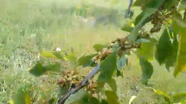 Черешня, рано радовался...08.05.20 смотреть онлайн