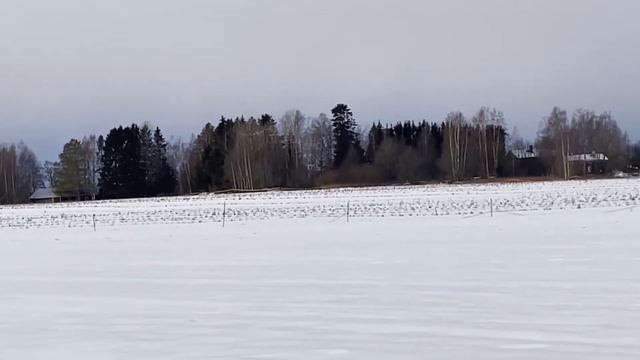 Черноплодная рябина зимой смотреть онлайн