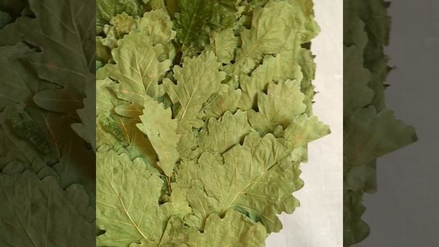 Кавказский дуб крупный смотреть онлайн