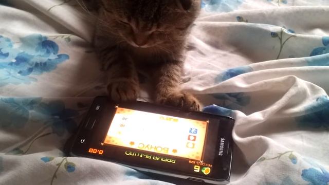 Фрут-ниндзя по-кошачьи смотреть онлайн