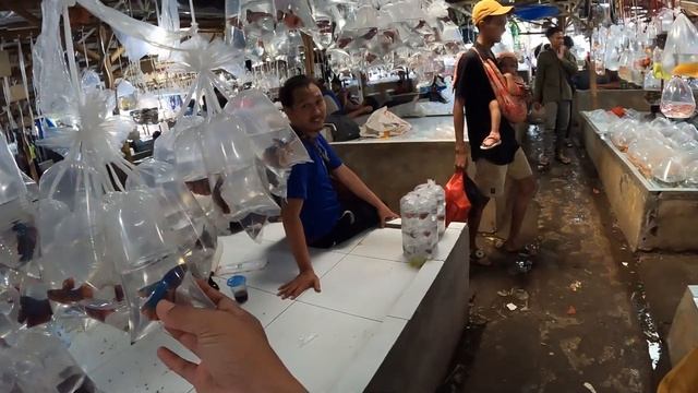 PASAR PARUNG PASAR IKAN HIAS TERBESAR DI INDONESIA #obrakabrik смотреть онлайн