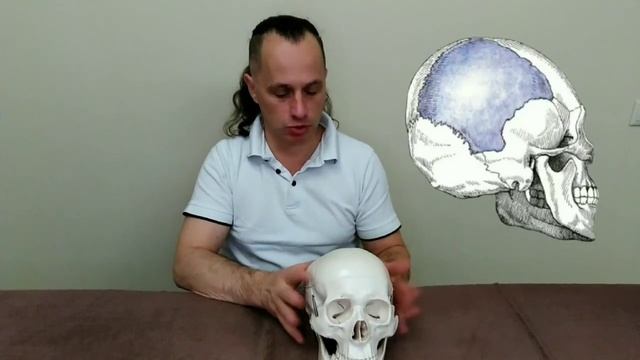 Кости центральной линии и периферические. смотреть онлайн