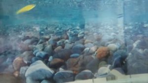 Пена на аквариуме, что делать?