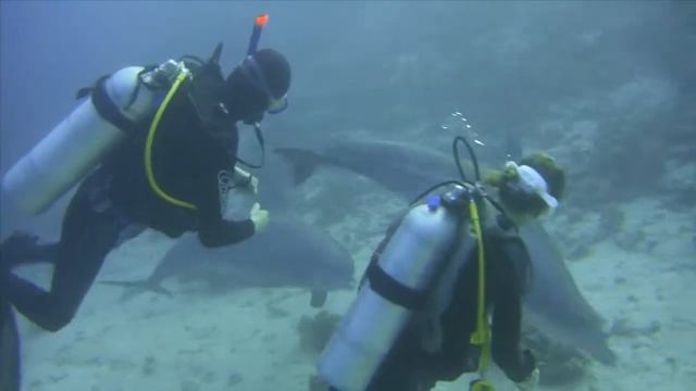 Дайвинг клуб "Косатка" в Египте Хургада 2012 смотреть онлайн