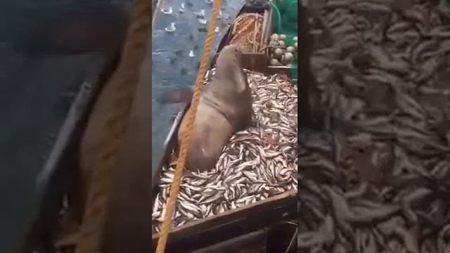 Русские рыбаки поймали кое что лишнее смотреть онлайн