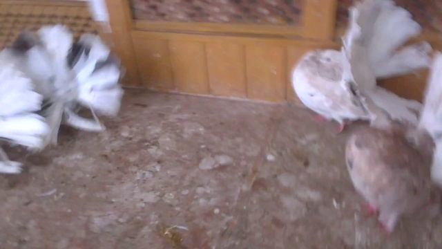 Fantail Pigeons-1.голуби павлины
