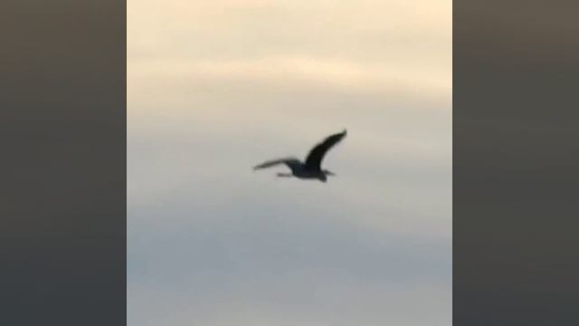 Полёт птицы смотреть онлайн