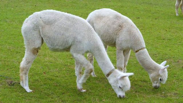 Baby Animals 4K (60 FPS) UHD - Tender Moments Of Baby Animals With Relaxing Music смотреть онлайн