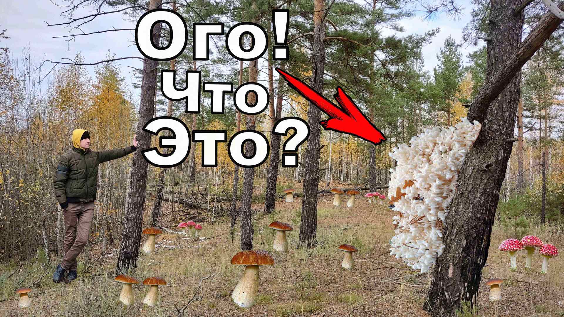 Когда Сбор Грибов Удивляет. Нашёл Что-то Космическое в Лесу