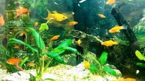 Вильчатые меченосцы