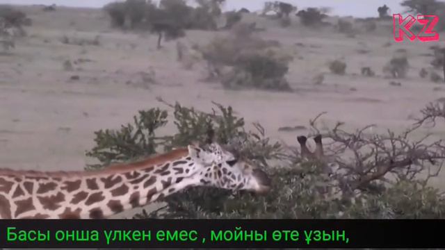 Ең биік сүтқоректі-Жираф(Керік)/23-бөлім смотреть онлайн