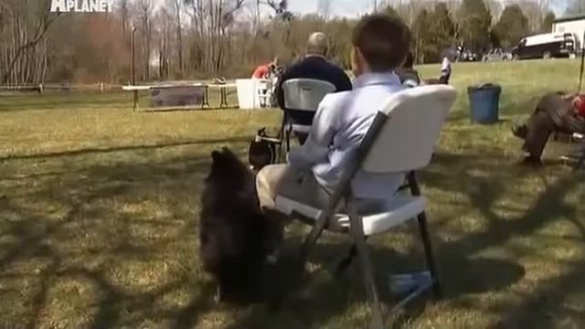 Шотландская овчарка (Collie, Scotch Collie). Породы собак (Dog Breed) смотреть онлайн