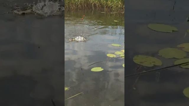 Ловля рыбы в Финском заливе (июль 2014) смотреть онлайн