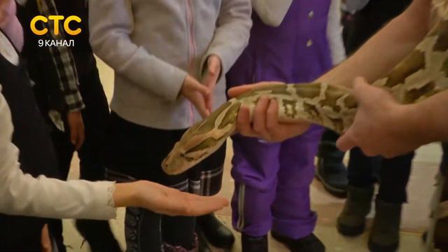 Черепаха в Диораме смотреть онлайн