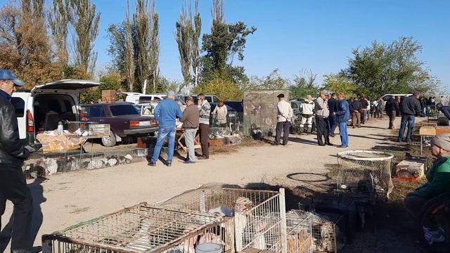 выставка 07.10.23,Новогригорьевка. смотреть онлайн