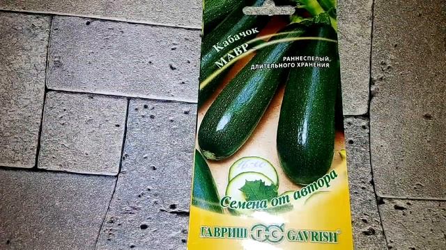 Кабачок цуккини Мавр - описание сорта смотреть онлайн