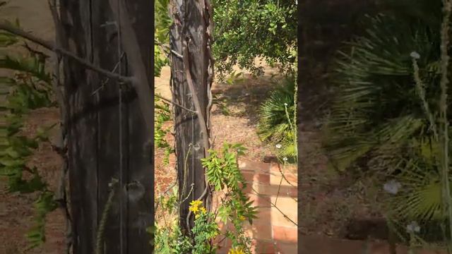 Verbena officinalis (Vervain) смотреть онлайн