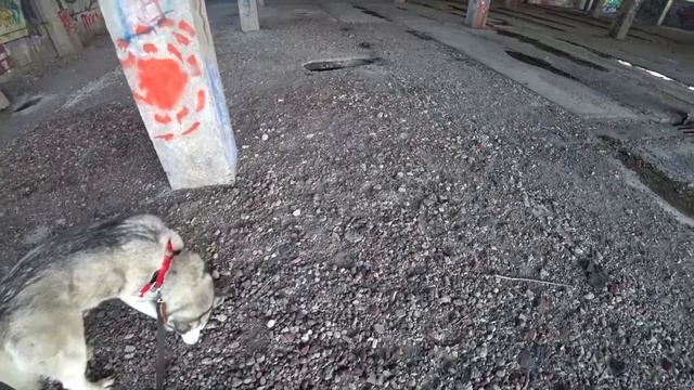 DOG-STALKER_3 FLASHBACK ☆ Новый мировой порядок ☆ Сталк ☆ Action Cam FDR-X3000R 4K + FeiyuTech G5 G смотреть онлайн