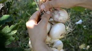 Как заплести лук в косу