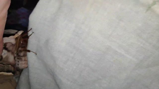 ? Павлиноглазка грушевая вывелась из куколки ? / как вывести бабочку дома смотреть онлайн