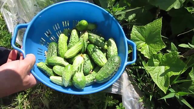 Сбор огурцов смотреть онлайн