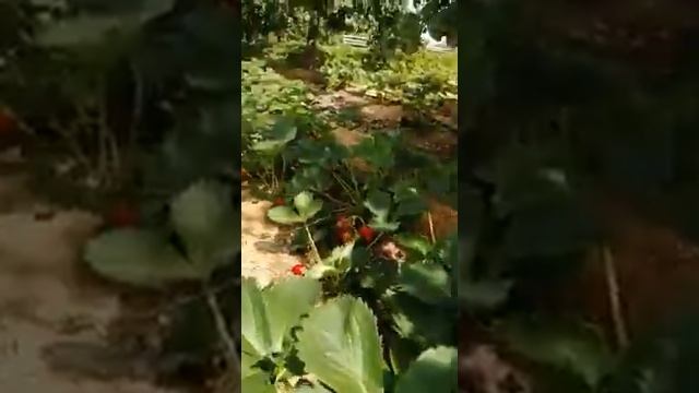 Лучший сорт для Сибири смотреть онлайн