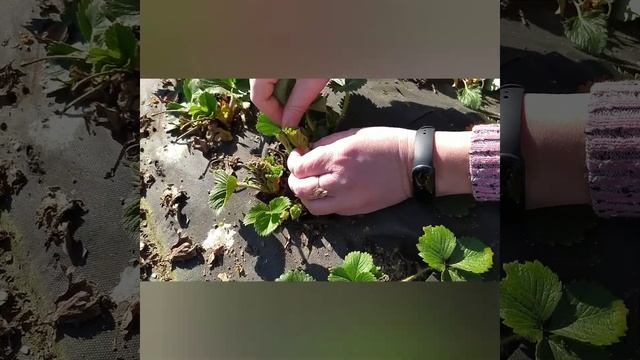 Весенняя зачистка клубники. не повторяйте моих ошибок. смотреть онлайн
