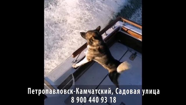 Нашелся! Полуостров Камчатка, г. Петропавловск-Камчатский, улица Садовая смотреть онлайн