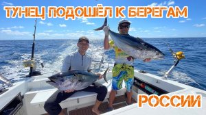 Голубой тунец подошел к берегам России. Bluefin tuna approached the shores of Russia.
