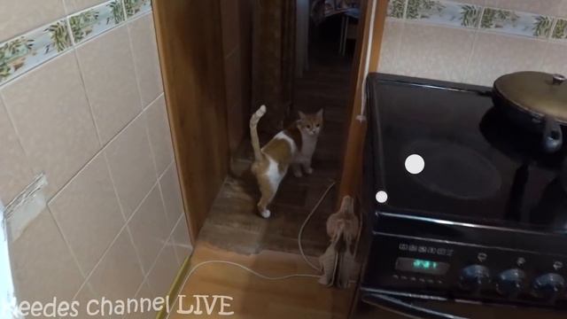 Гаффи с щенками возвращается в ветклинику. Что-то пошло не так смотреть онлайн