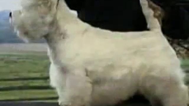 West Highland White Terrier - Chapter 1 смотреть онлайн