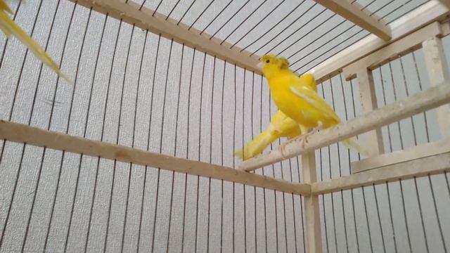 КУПИЛ НА ПТИЧЬЕМ РЫНКЕ,ОБНОВКИ С ЯРМАРКИ В г КРОПОТКИН смотреть онлайн