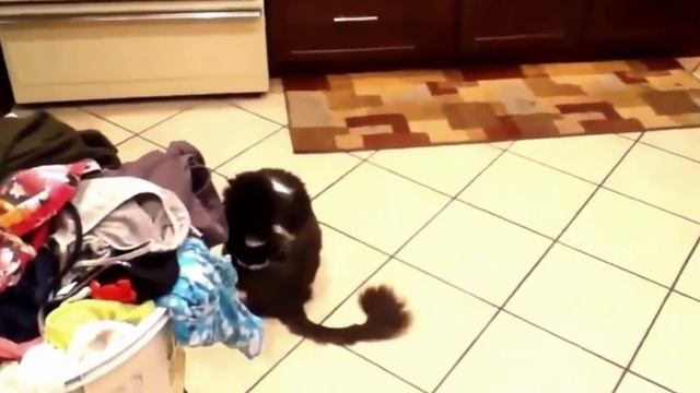 Прикольное видео про кошек и собак? смотреть онлайн