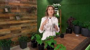 САЖАЕМ СЛАДКИЙ ПЕРЕЦ НА РАССАДУ | Сроки посева, подготовка семян, частые ошибки, уход