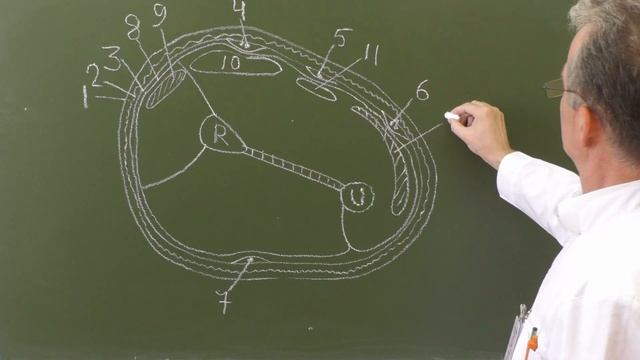 Топография предплечья (поперечный разрез в средней трети)