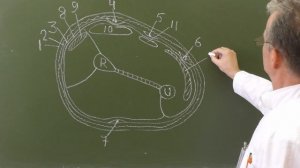 Топография предплечья (поперечный разрез в средней трети)