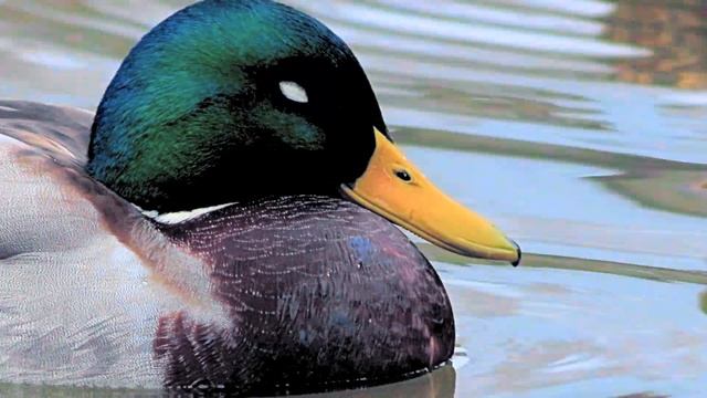 Кряква - Mallard смотреть онлайн