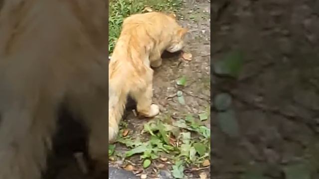 Кот на бросился на кошку смотреть онлайн