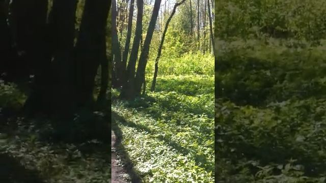 Залипательное видео.Весенний лес в Ямполе смотреть онлайн