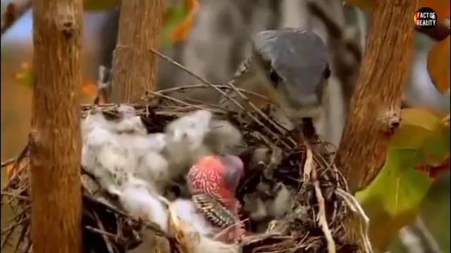 King Cobra Vs Black Mamba | Black Mamba Vs King Cobra . смотреть онлайн