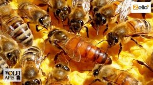 #Рахматулин Д. К. Бакфаст или ...???