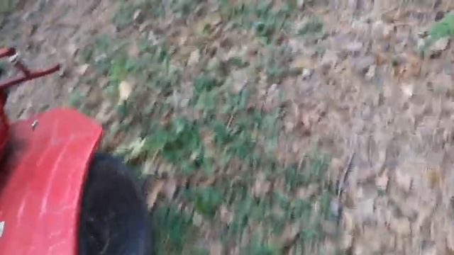 ОСЕННИЙ ЛЕС ПРИРОДА ДОРОГА смотреть онлайн