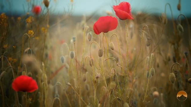 Арам Асатрян — 