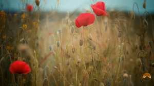 Арам Асатрян — "Мехавор ачкеров" Aram Asatryan