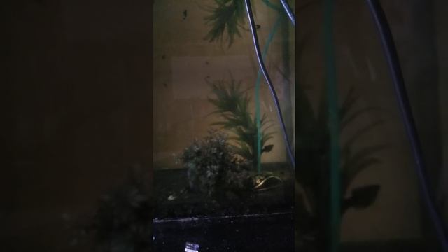 Рассказ Ёж смотреть онлайн