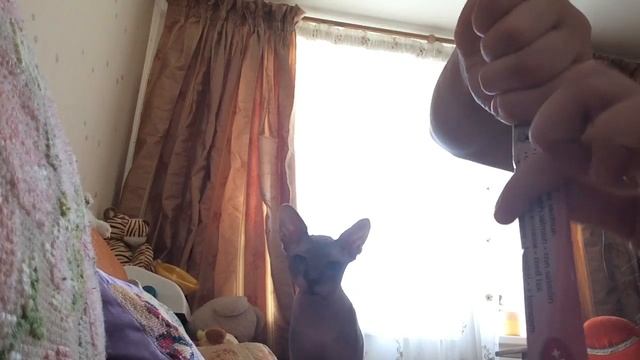 Мой кот ест крем суп. смотреть онлайн